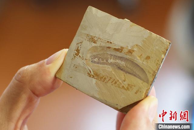 世界上最古老的动物，世界上最古老的动物区系（世界上最古老的动物和植物）