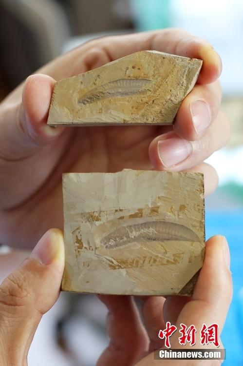 世界上最古老的动物，世界上最古老的动物区系（世界上最古老的动物和植物）