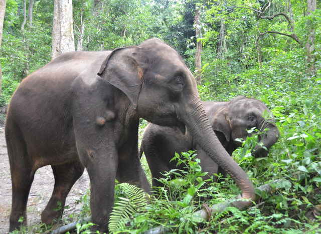 景洪市属于云南哪个市，云南省腾冲市属于哪个地区（云南西双版纳：“象”往之地）