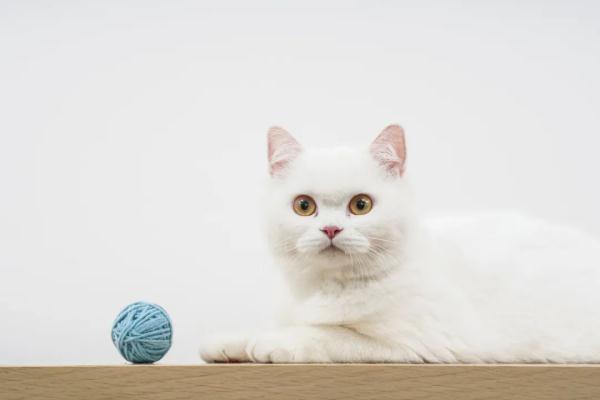 交易猫被找回了怎么办，交易猫的账号被找回了怎么办（多人从宠物店买的猫回家一周内就病死）