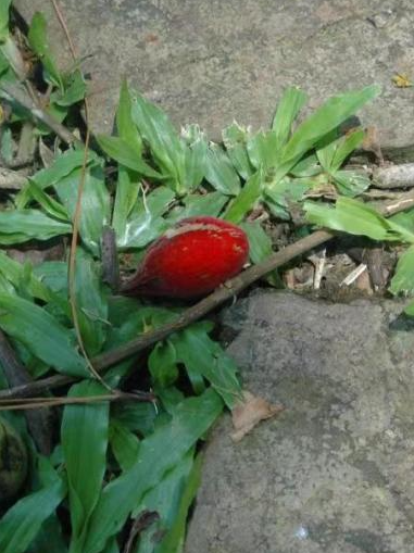 花黄是什么意思,花木兰对镜贴花黄是什么意思(这些路边常见的东西有毒