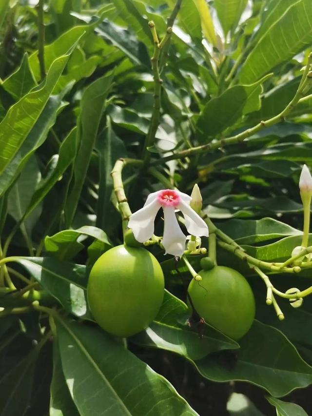 花黄是什么意思,花木兰对镜贴花黄是什么意思(这些路边常见的东西有毒