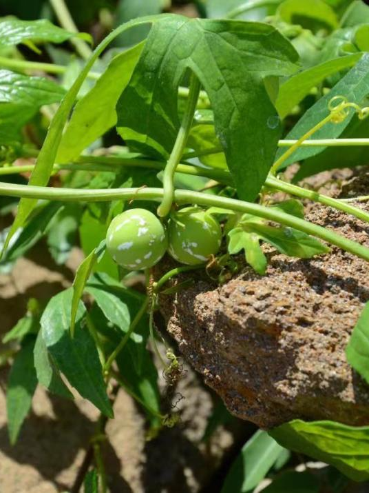 花黄是什么意思,花木兰对镜贴花黄是什么意思(这些路边常见的东西有毒