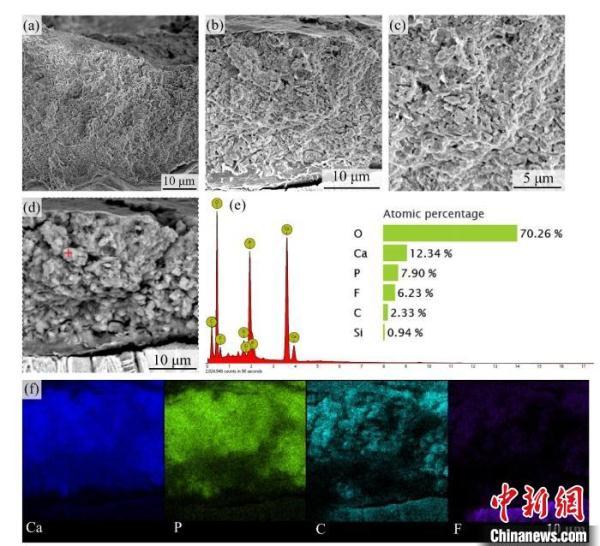 鸡蛋壳的主要成分是什么，鸡蛋壳是什么物质组成的（中科院团队最新研究揭示为氟磷灰石）