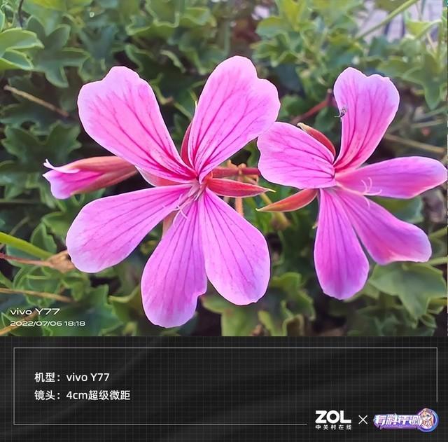 如何查看手机型号vivo，如何查看手机型号vivo买手机壳（80W快充的千元机体验如何）