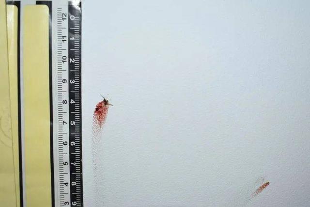 拍死一只蚊子犯法吗，杀了一只蚊子犯法吗（被拍扁的蚊子成犯罪\