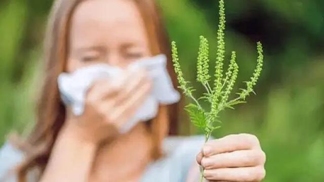 怎样清除三裂叶豚草，三裂叶豚草的功效与作用（这种草，立即清除）
