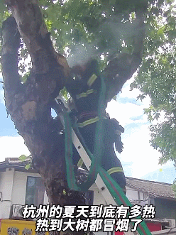 树的度是什么意思（街边大树冒起白烟）