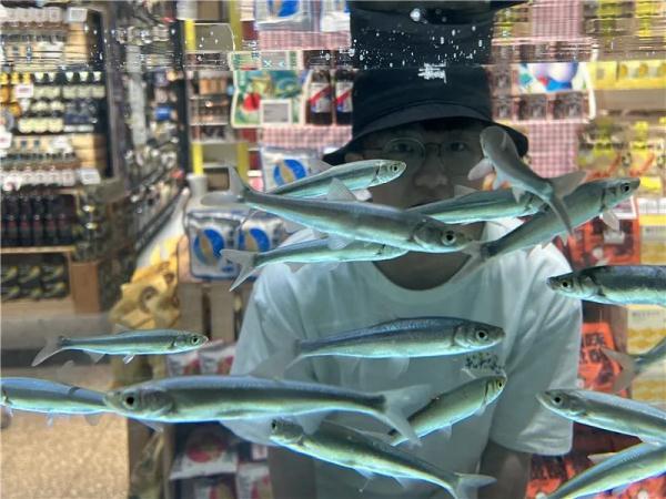 【怎么养亲鱼】怎么养亲鱼，亲亲鱼用什么水养（云南特有的这种鱼重返餐桌）