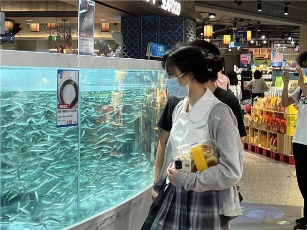 【怎么养亲鱼】怎么养亲鱼，亲亲鱼用什么水养（云南特有的这种鱼重返餐桌）