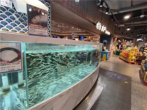 【怎么养亲鱼】怎么养亲鱼，亲亲鱼用什么水养（云南特有的这种鱼重返餐桌）