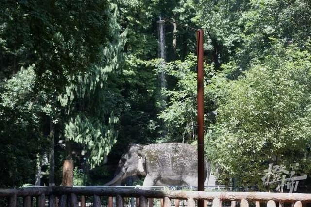 夏天除了空调还有什么制冷神器，夏天制冷除了空调还有什么电器（这些动物get到了我的同款消暑神器）