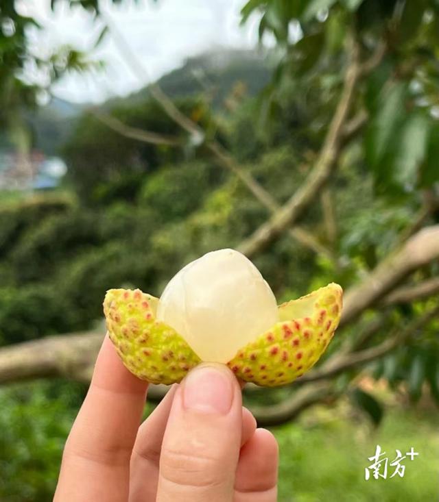 东莞荔枝几月份成熟，2022年东莞荔枝几月份成熟（东莞荔枝销售进入尾声）