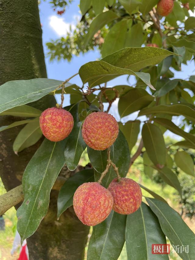荔枝图片，1049元一斤的挂绿荔枝（荔枝图片真实）