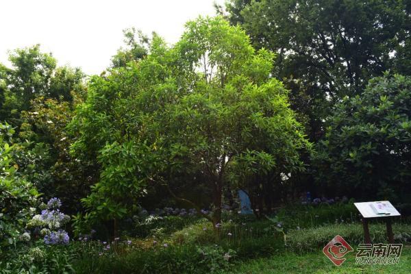 单性花有哪些，雌雄同株单性花有哪些（木兰科极罕见单性花焕镛木首次开花）