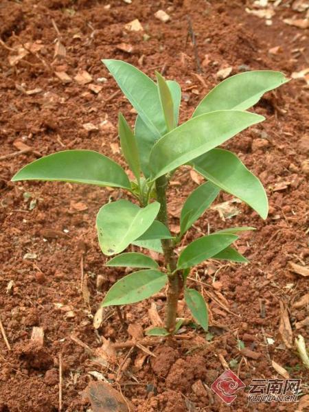 单性花有哪些，雌雄同株单性花有哪些（木兰科极罕见单性花焕镛木首次开花）