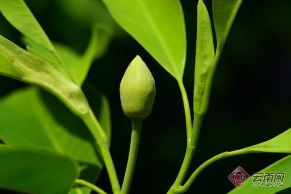 单性花有哪些，雌雄同株单性花有哪些（木兰科极罕见单性花焕镛木首次开花）