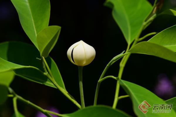 单性花有哪些，雌雄同株单性花有哪些（木兰科极罕见单性花焕镛木首次开花）