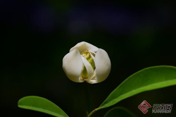 单性花有哪些，雌雄同株单性花有哪些（木兰科极罕见单性花焕镛木首次开花）