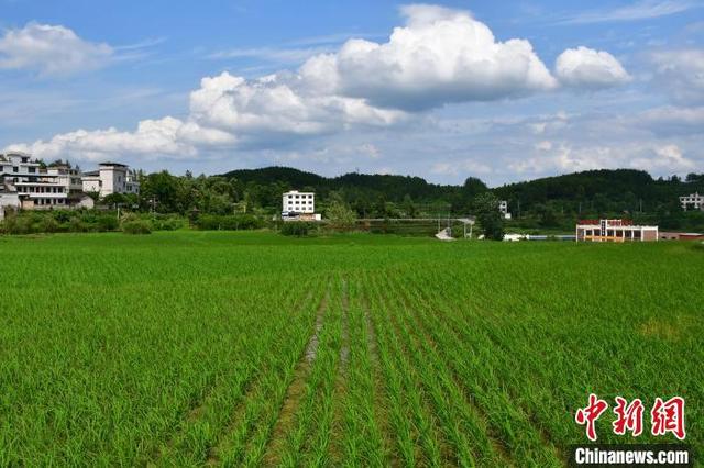 中国贫困山区，中国贫困山区的孩子（<人民幸福生活>贵州山区农业“一地生多金”农户笑开颜）