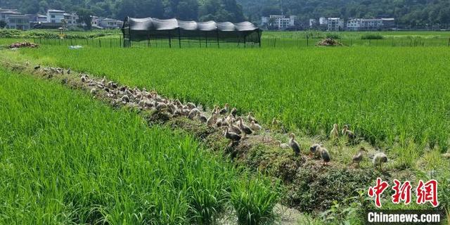 中国贫困山区，中国贫困山区的孩子（<人民幸福生活>贵州山区农业“一地生多金”农户笑开颜）