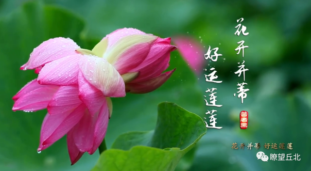 普者黑几月份去最好，普者黑景区一日游最值得去的（2022中国云南·普者黑“花脸节”如约而至）