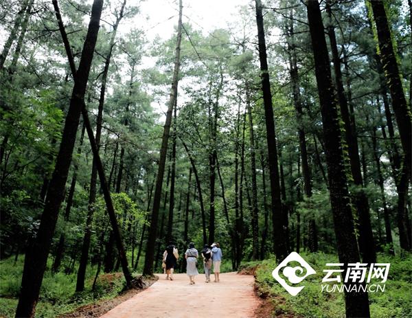 吃黑森林是什么意思（昆明黑森林松鹿部落乡村旅游度假区试运营）