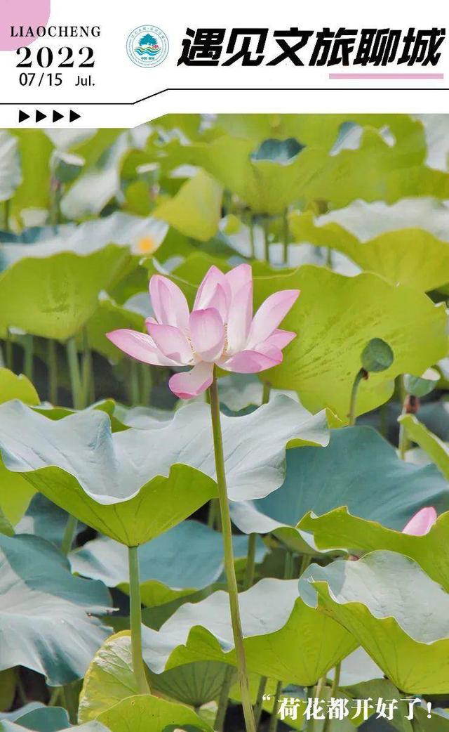 莲花和荷花一样吗，莲花和荷花一样吗古诗（七月盛夏，聊城的赏荷攻略来了）