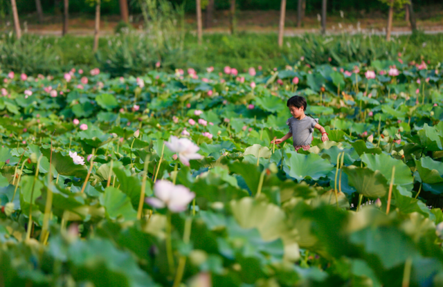 莲花和荷花一样吗，莲花和荷花一样吗古诗（七月盛夏，聊城的赏荷攻略来了）