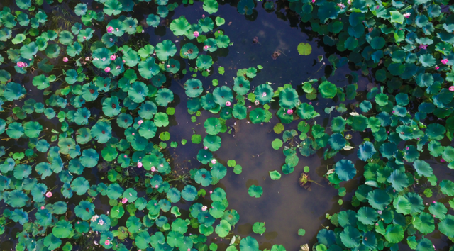 莲花和荷花一样吗，莲花和荷花一样吗古诗（七月盛夏，聊城的赏荷攻略来了）