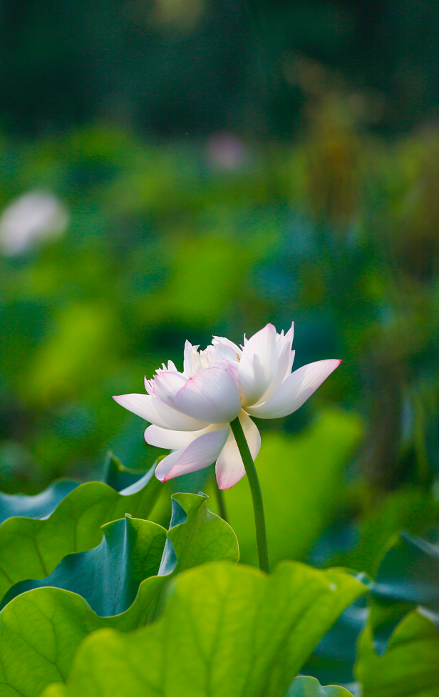 莲花和荷花一样吗，莲花和荷花一样吗古诗（七月盛夏，聊城的赏荷攻略来了）