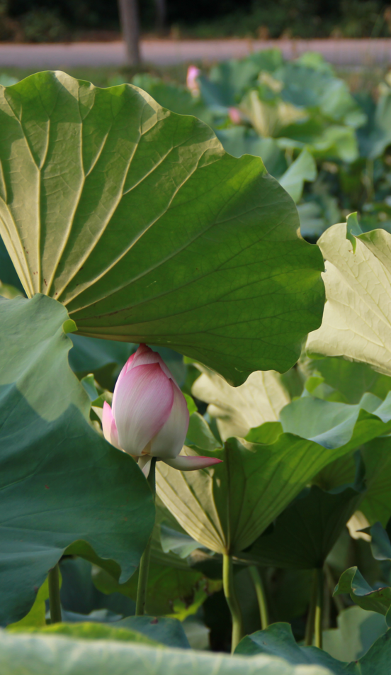 莲花和荷花一样吗，莲花和荷花一样吗古诗（七月盛夏，聊城的赏荷攻略来了）