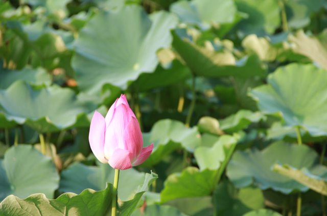 莲花和荷花一样吗，莲花和荷花一样吗古诗（七月盛夏，聊城的赏荷攻略来了）