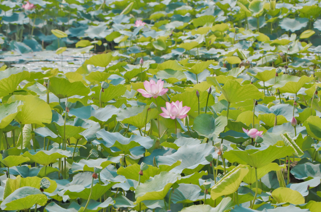 莲花和荷花一样吗，莲花和荷花一样吗古诗（七月盛夏，聊城的赏荷攻略来了）