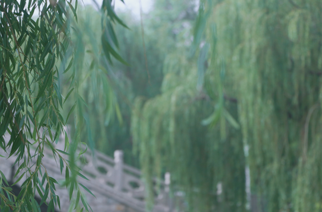 莲花和荷花一样吗，莲花和荷花一样吗古诗（七月盛夏，聊城的赏荷攻略来了）