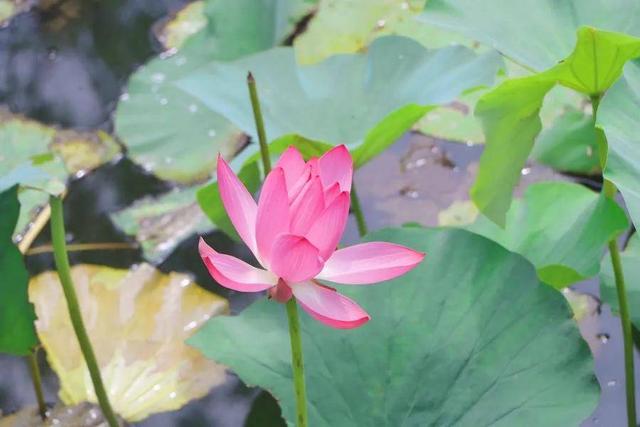 莲花和荷花一样吗，莲花和荷花一样吗古诗（七月盛夏，聊城的赏荷攻略来了）