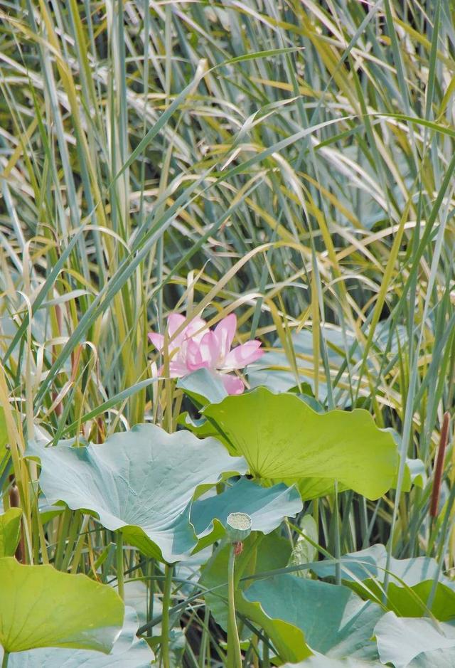 莲花和荷花一样吗，莲花和荷花一样吗古诗（七月盛夏，聊城的赏荷攻略来了）