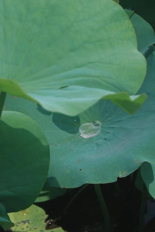 莲花和荷花一样吗，莲花和荷花一样吗古诗（七月盛夏，聊城的赏荷攻略来了）