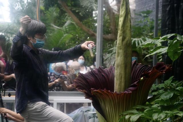 调侃的意思腐尸花，腐尸是什么意思（濒危旗舰植物巨魔芋绽放国家植物园）