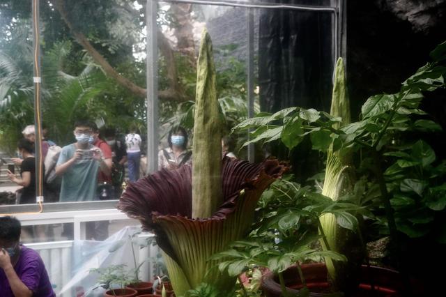 调侃的意思腐尸花，腐尸是什么意思（濒危旗舰植物巨魔芋绽放国家植物园）