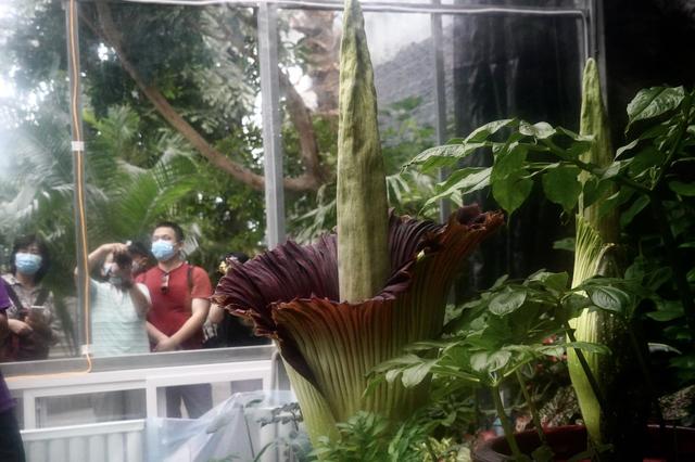 调侃的意思腐尸花，腐尸是什么意思（濒危旗舰植物巨魔芋绽放国家植物园）