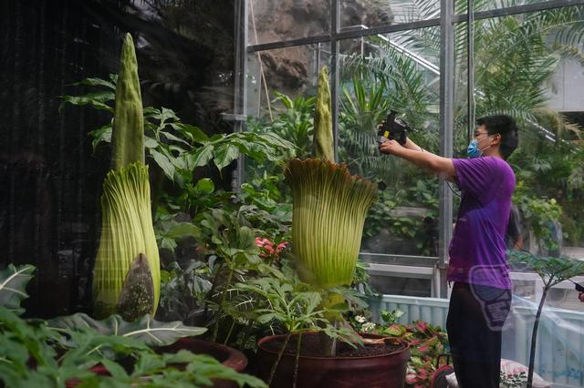 调侃的意思腐尸花，腐尸是什么意思（濒危旗舰植物巨魔芋绽放国家植物园）