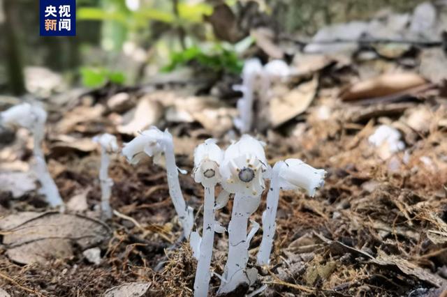 水晶兰（水晶兰苷），云南曲靖发现珍稀濒危植物水晶兰（水晶兰苷 药理作用）