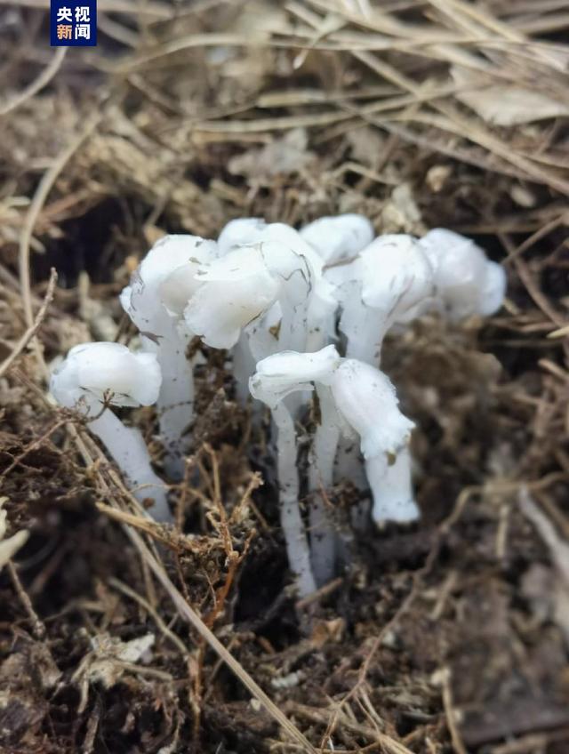 水晶兰（水晶兰苷），云南曲靖发现珍稀濒危植物水晶兰（水晶兰苷 药理作用）