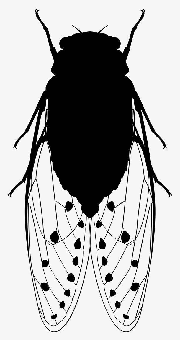 蝉和知了一样吗，蝉和知了是一个吗（当代散文，蝉如夏花）