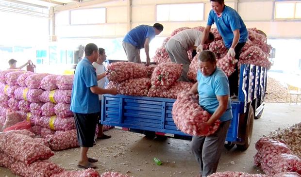 杞县大蒜今日行情最新价格，南京一开发商推出西瓜换房（河南杞县形成大蒜产业链引领乡村振兴之路）