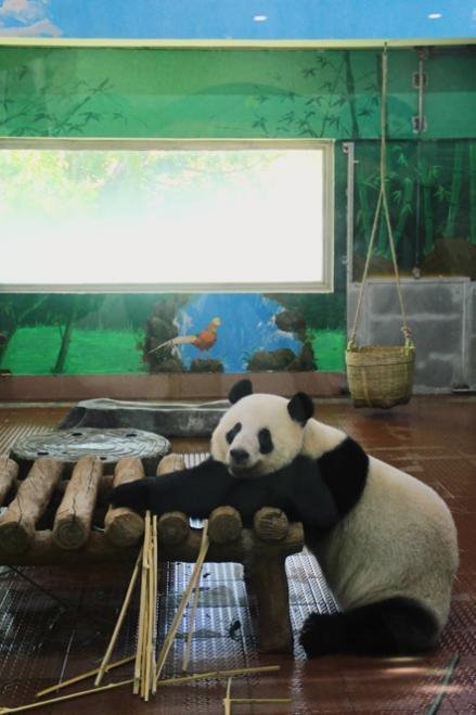 panda熊猫官网，熊猫加速器官网panda加速器网站（广州动物园如何给动物们消暑度夏）