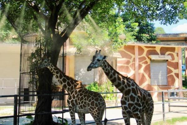 panda熊猫官网，熊猫加速器官网panda加速器网站（广州动物园如何给动物们消暑度夏）