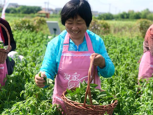 二十四节气知识，二十四节气知识详解（二十四节气）