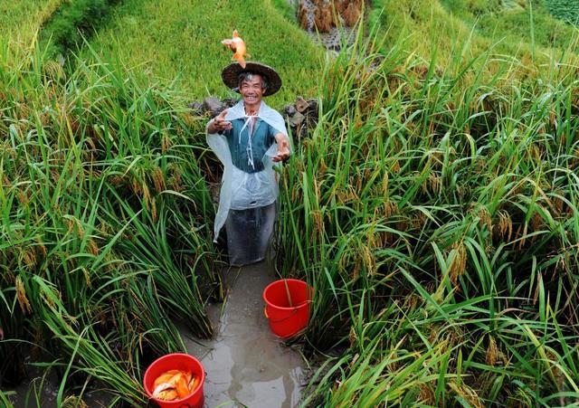 享誉世界的意思，蜚声世界的意思（农耕文化之光闪耀青山绿水间——记我国加强全球重要农业文化遗产保护传承发展）